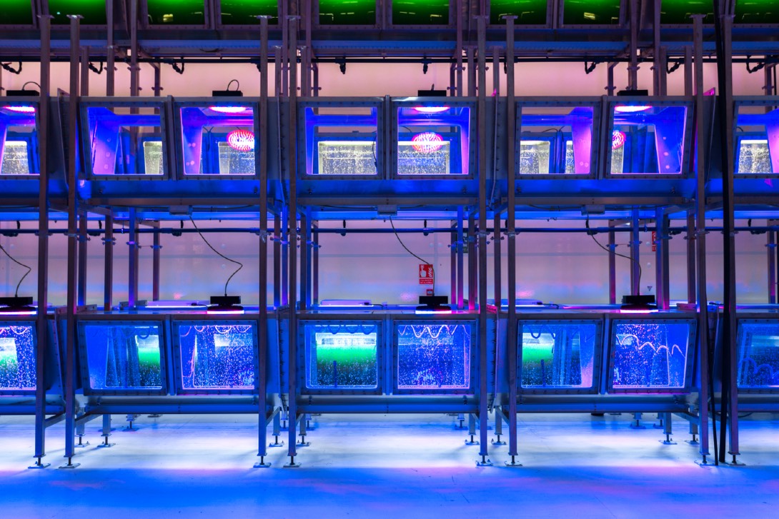 Beleuchtete Xion-Photobioreaktoren zur Kultivierung von Mikroalgen